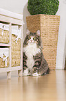 sitting Norwegian Forest Cat