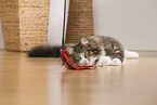 lying Norwegian Forest Cat