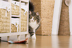 standing Norwegian Forest Cat