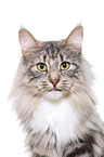 Norwegian Forest Cat Portrait
