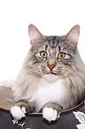 lying Norwegian Forest Cat