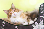 lying Norwegian Forest Cat