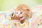 Norwegian Forest Cat Kitten