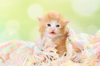 Norwegian Forest Cat Kitten