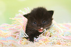 Norwegian Forest Cat Kitten