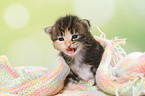 Norwegian Forest Cat Kitten