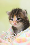 Norwegian Forest Cat Kitten