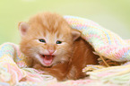 Norwegian Forest Cat Kitten