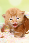 Norwegian Forest Cat Kitten