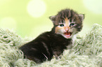 Norwegian Forest Cat Kitten