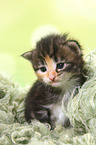 Norwegian Forest Cat Kitten
