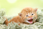 Norwegian Forest Cat Kitten