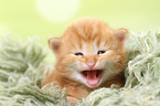 Norwegian Forest Cat Kitten
