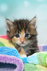 Norwegian Forest Cat Kitten