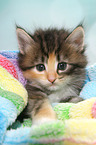 Norwegian Forest Cat Kitten