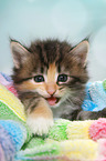 Norwegian Forest Cat Kitten