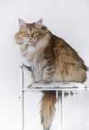 sitting Norwegian Forest Cat