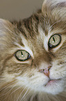 Norwegian Forest Cat face