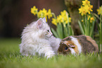 Norwegian forest kitten and guinea pig