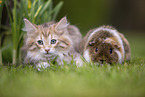 Norwegian forest kitten and guinea pig