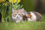 Norwegian forest kitten and guinea pig