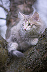 Norwegian Forest Kitten