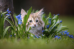 Norwegian Forest Kitten