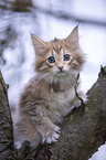 Norwegian Forest Kitten