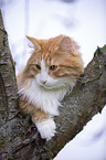 Norwegian Forest Kitten