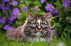 Norwegian forest cat in front of flowers