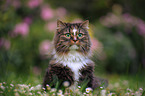 Norwegian forest cat in front of flowers