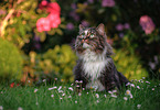 Norwegian forest cat in front of flowers