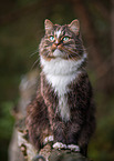 sitting Norwegian Forest Cat