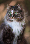 Norwegian Forest Cat Portrait