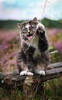 Norwegian Forest Cat in the heathland