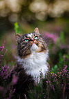 Norwegian Forest Cat in the heathland