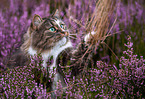 Norwegian Forest Cat in the heathland