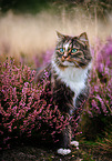 Norwegian Forest Cat in the heathland