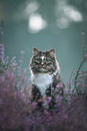 Norwegian Forest Cat in the heathland