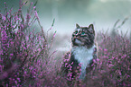 Norwegian Forest Cat in the heathland