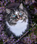 Norwegian Forest Cat in the heathland