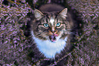 Norwegian Forest Cat in the heathland