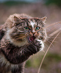 Norwegian Forest Cat