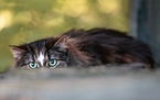 lying Norwegian Forest Cat