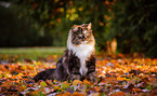 Norwegian forest cat in the foliage