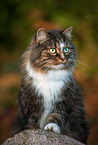 Norwegian forest cat in autumn