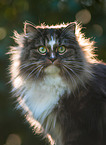 Norwegian forest cat in autumn