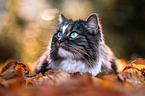 Norwegian forest cat in the foliage