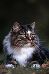 Norwegian forest cat in autumn