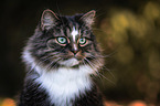 Norwegian forest cat in autumn